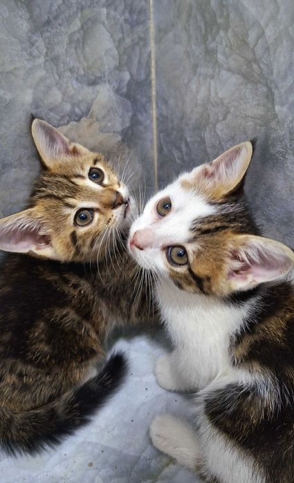 Хорошенькие котята