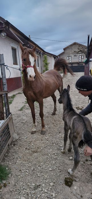Iapa cu manza cuminte
