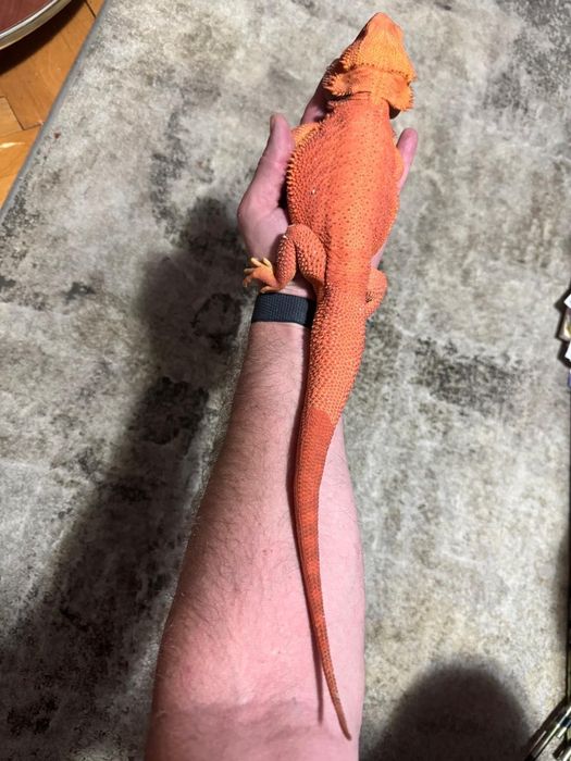 Agame cu barba pereche