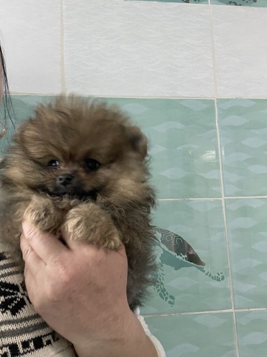 Щенки померанского шпица