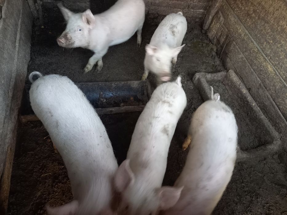 Продам  поросят...