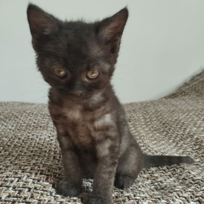 Котёнок девочка отдадим в хорошие руки