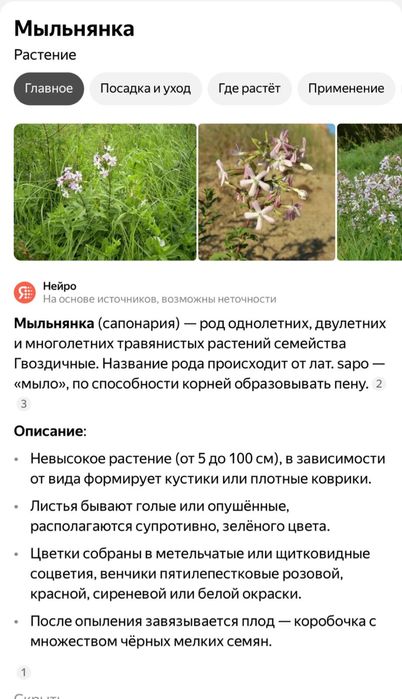 Обменяю/продам многолетнюю мыльнянку