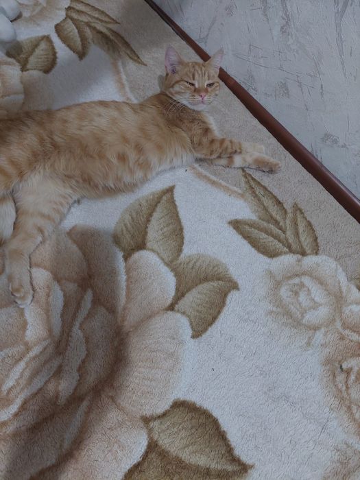 Отдам в добрые руки.