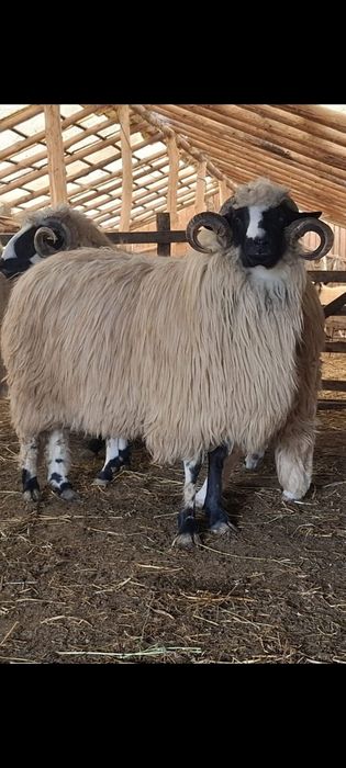 Miori cu certificat de origine și noatin