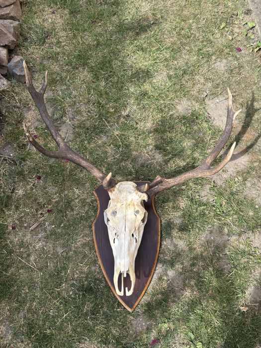 Trofeu cerb ccu panoplie