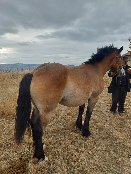 Vând mânză semi greu de 2 ani