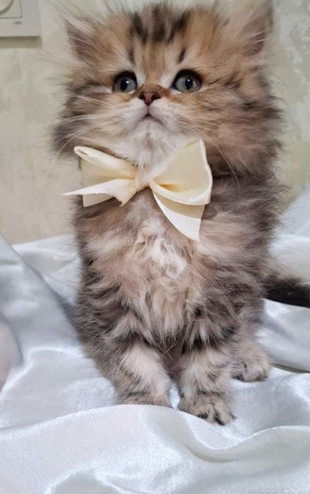 Котята британские шиншилла золото