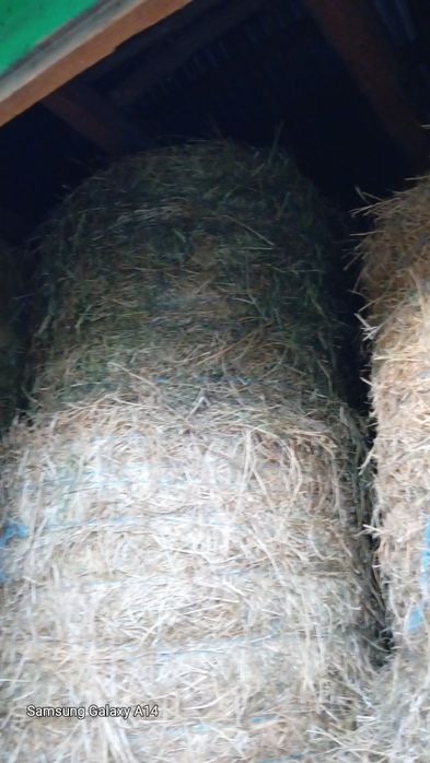 Vând baloți  lucernă anul 2025 calitate superioară