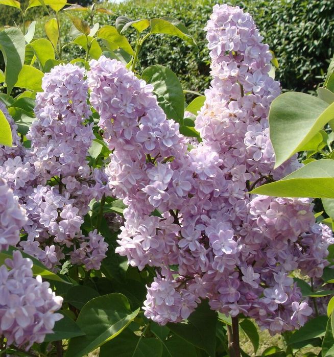 Саженцы сирень акция