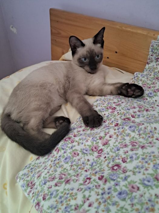Продаётся Сиамский котик