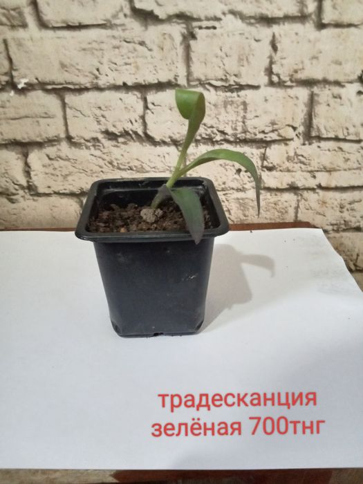 Продаются ростки(рассада)