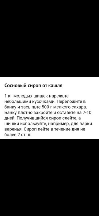 Сосновые шишки молодые