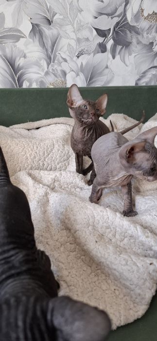 Канадский сфинкс котята