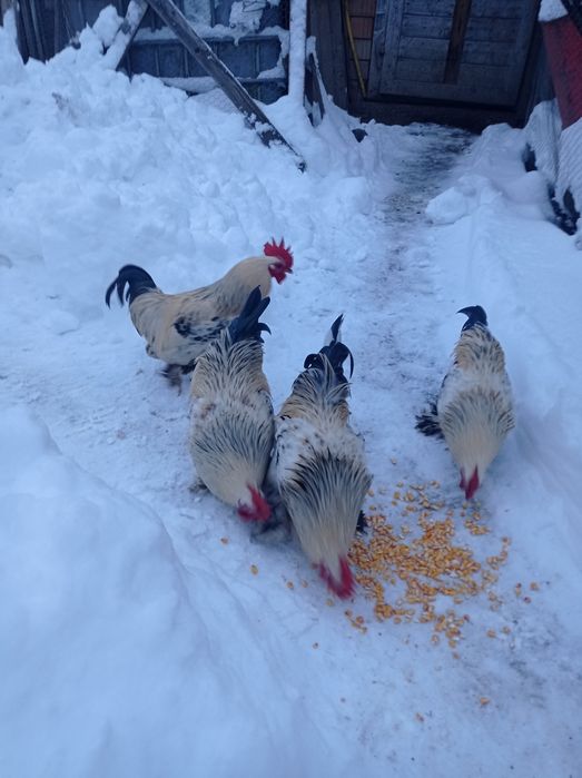 Vând cocoși de liliput