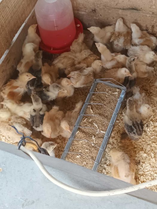 Brahma si cochinchina pui disponibili
