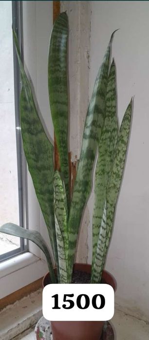 Комнатные цветочки