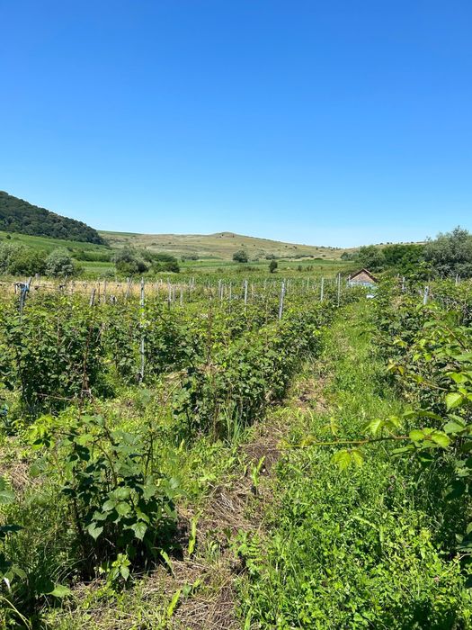 Teren extravilan  13600 mp/ afacere / plantatie mure