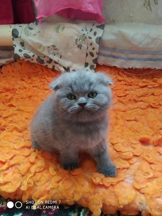 Продаются котята скоттиш-фолд