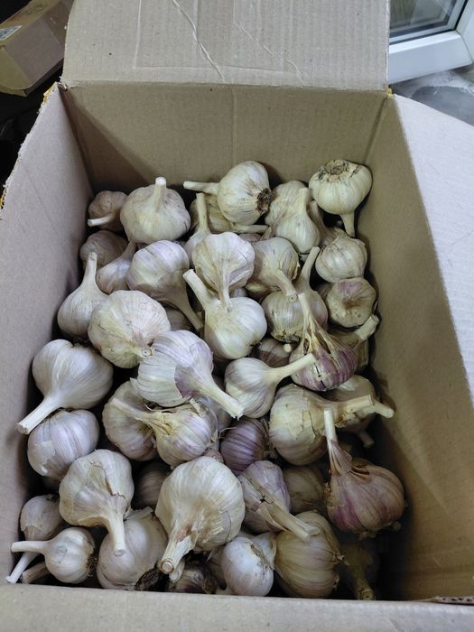 Чеснок домашний 2000 тг за  КГ.