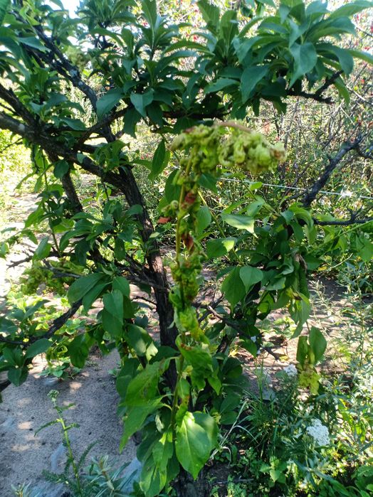 Продам дачу в СО "Автомобилист"