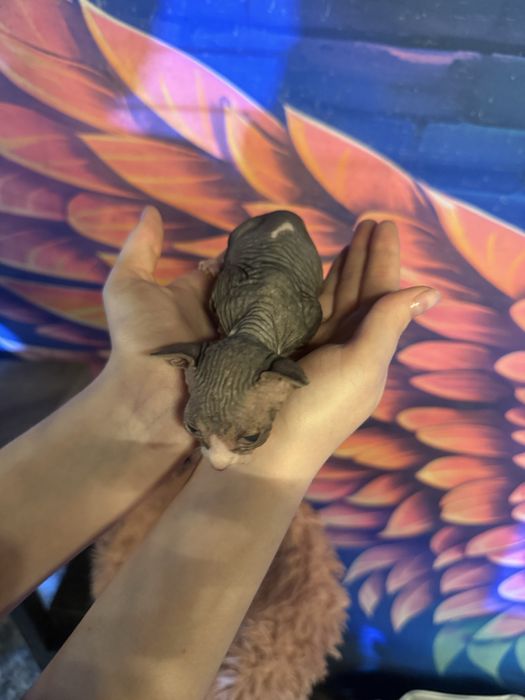 Котята свинкс велюр