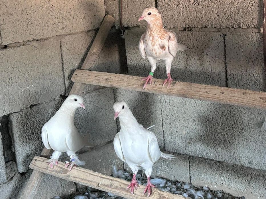 Голуби бакинский шеракахвостые