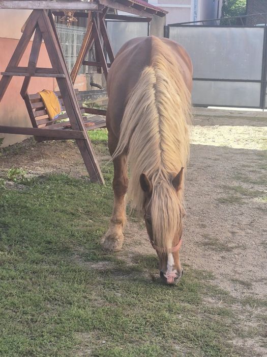 Cal in vârstă de 9 ani