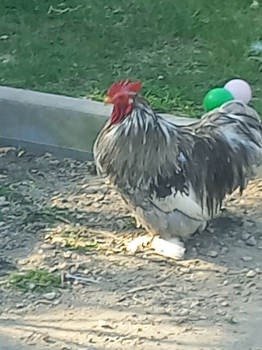 Vand un cocos  de chochina  pitici