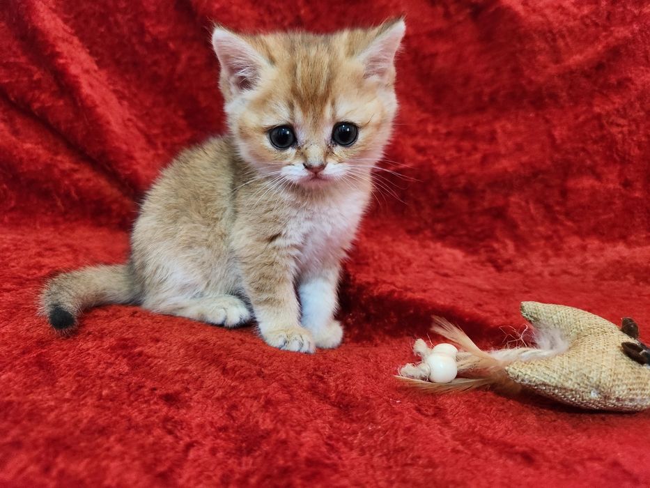 Чистокровные котята