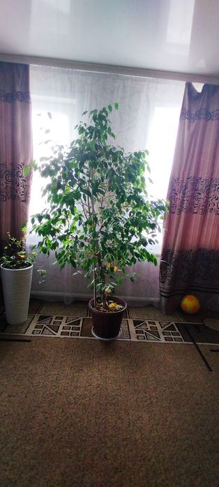 Продам фикус Бенжамина.