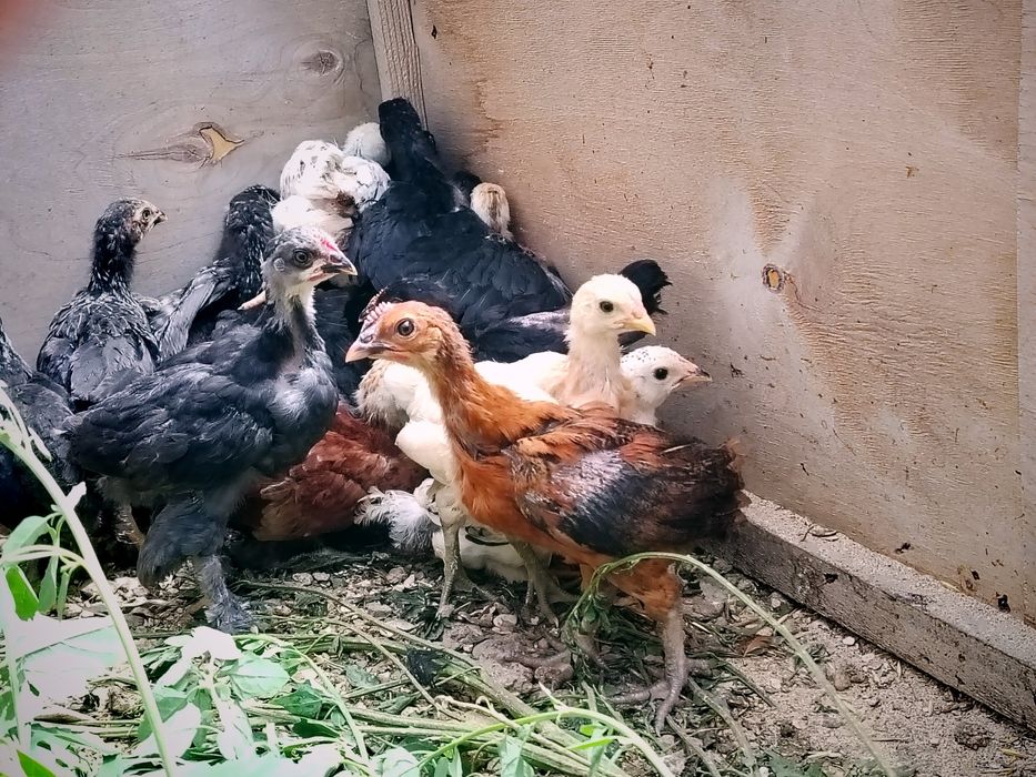 Продаётся птицы.