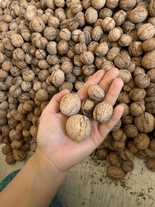 Тау жаңғағы орех горный