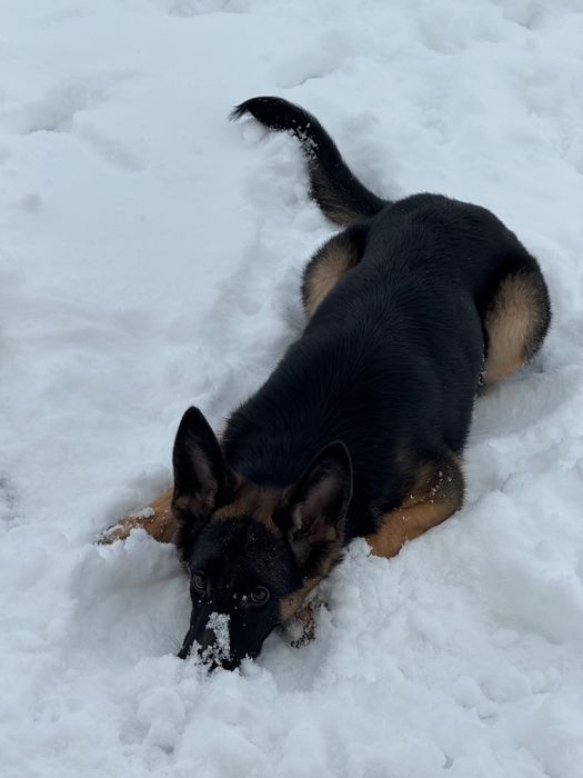 Немецкая овчарка