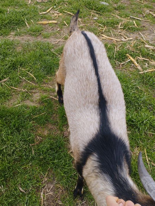 Capre, carcasă de capră tânără și grasă