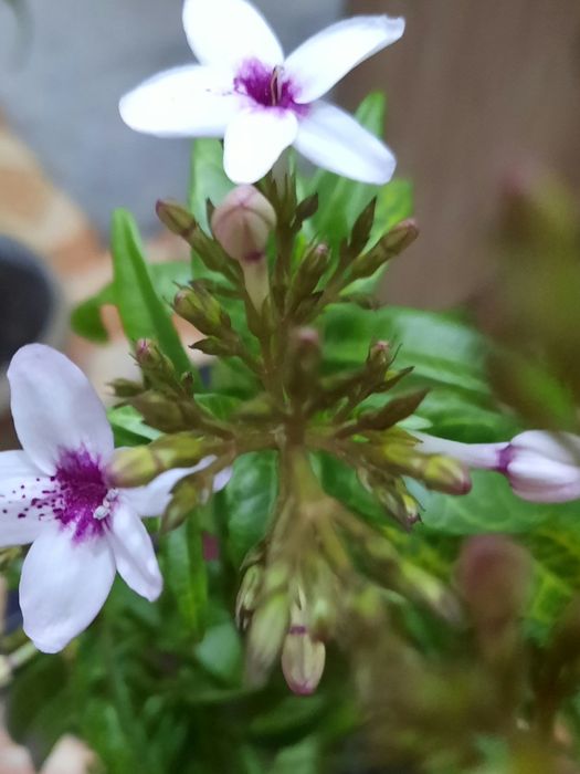 Комнатный цветок псевдоэрантемум