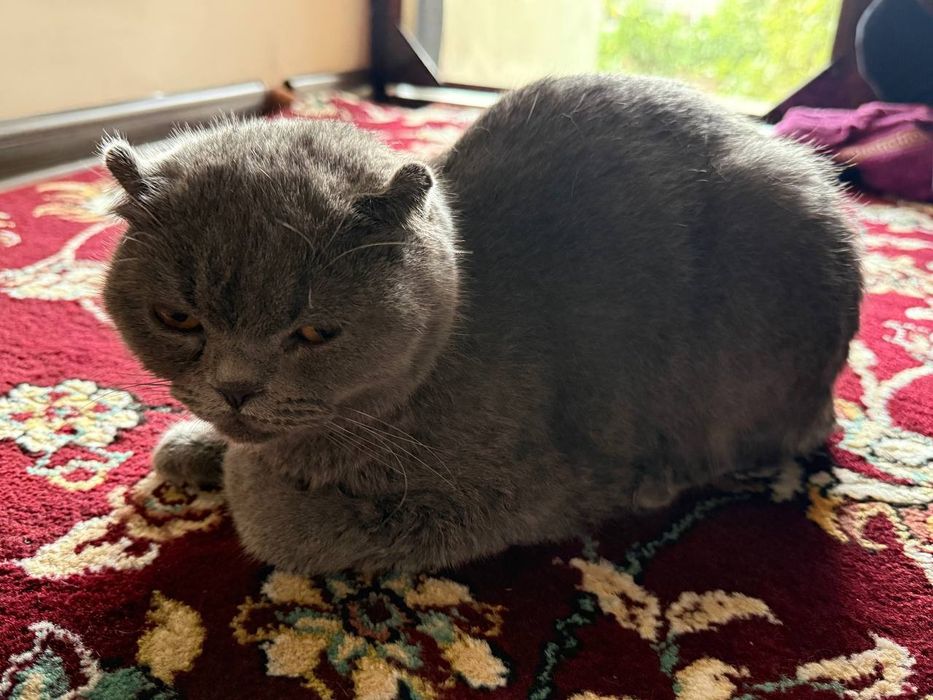 Шотландский вислоухий Scottish fold