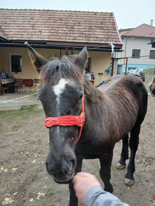 Vand manza de 9 luni