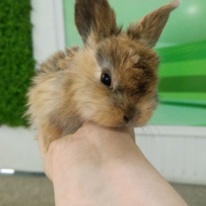 Карликовые кролики