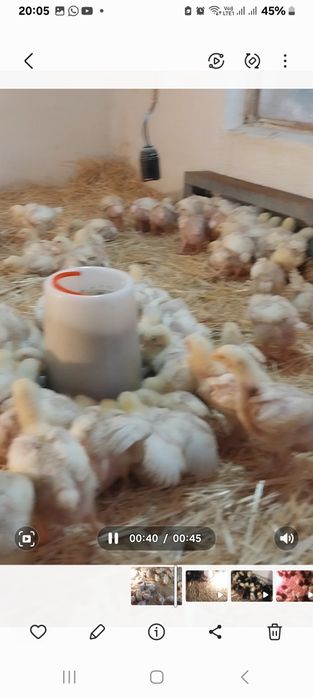 Продоется циплята бройлерные