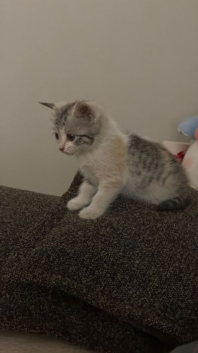 ласковый котенок даром
