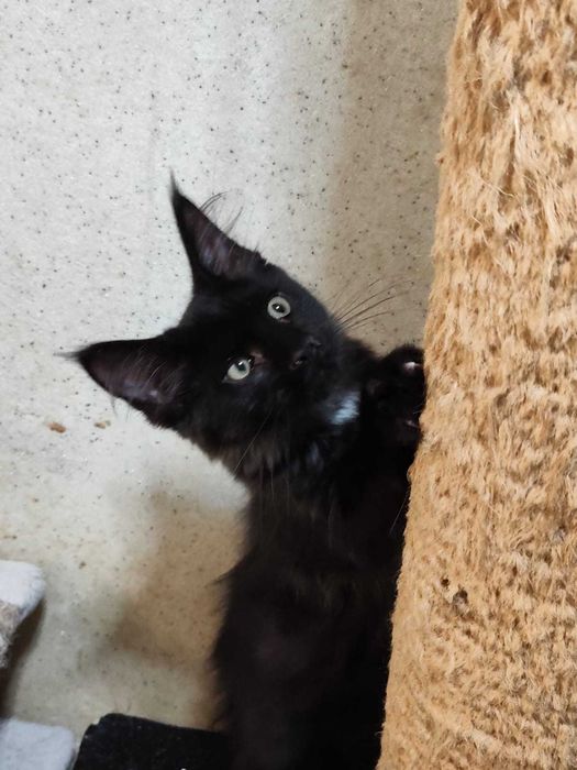 Fetițe Maine Coon cu PEDIGREE