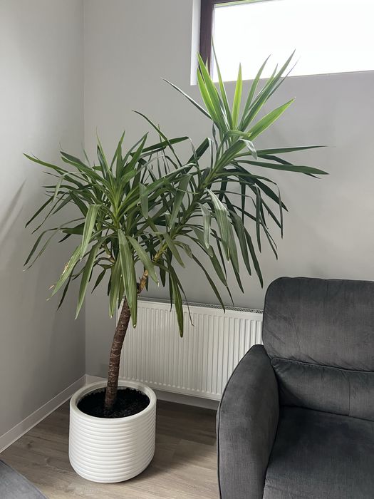Planta interior Yucca