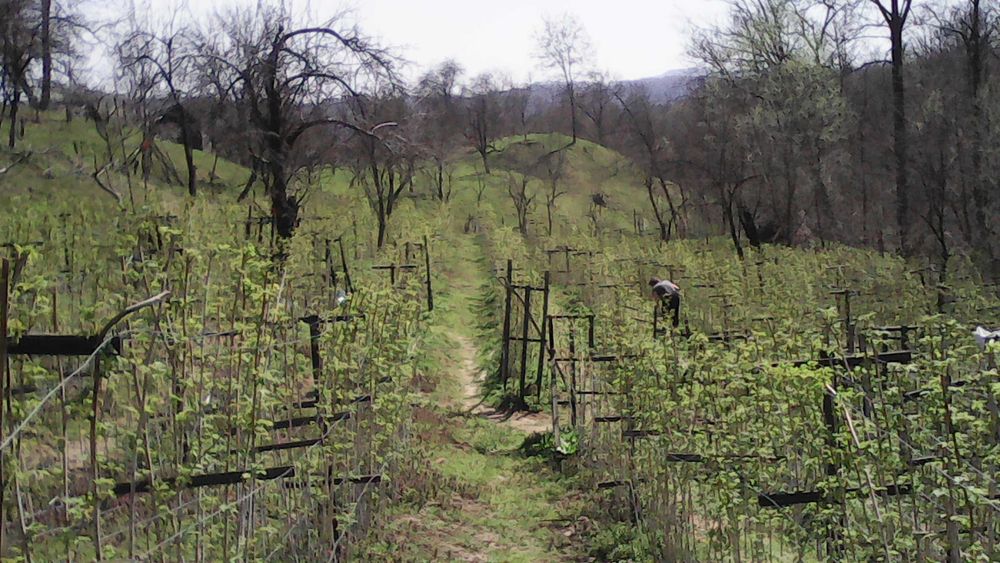 Drajoni de zmeura Cayuga, Willamette, Polana, Nuc, Mur, Coacaz, Aronia