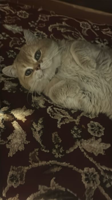 Чистокровнный золотая шиншила сотилади вязкагая берилади