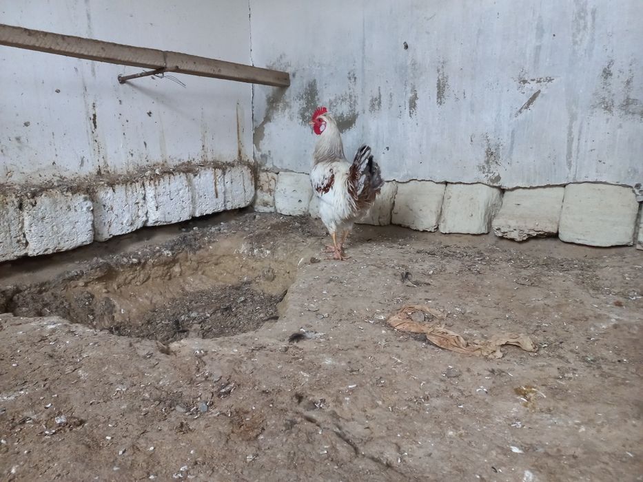 Атеш сатылады!!!