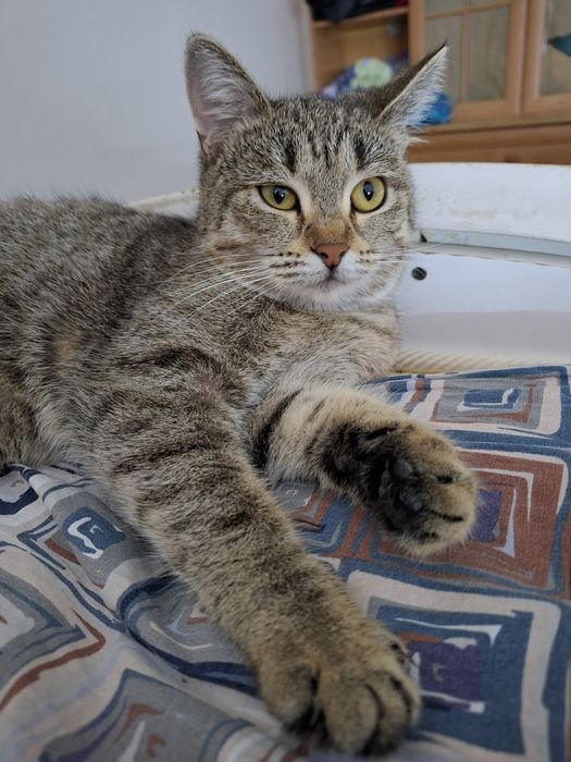 Кошка шотланский прямоухая