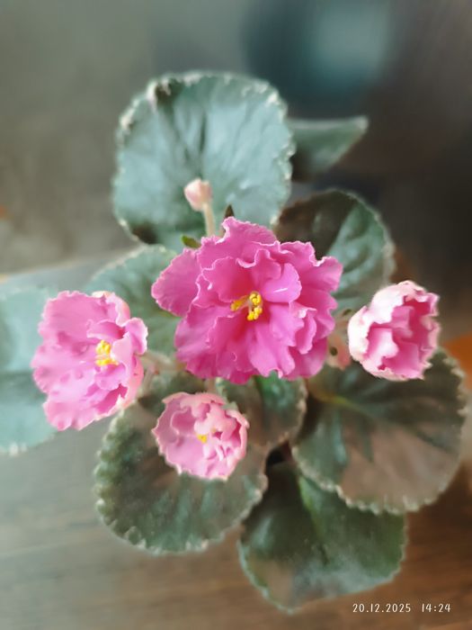 Фиалка Вкус малины