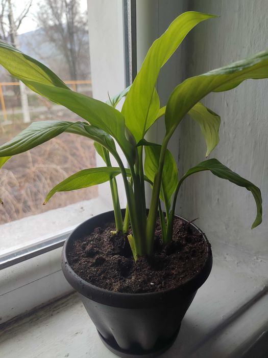 Женское счастье.