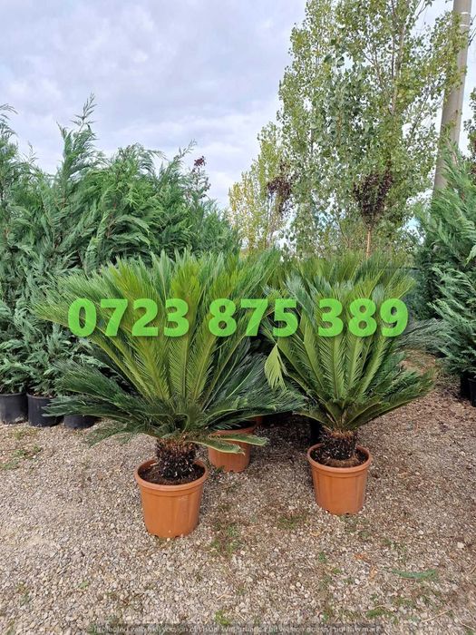 Selecție de Plante Premium – Siguranța Achiziției la Fiecare Comandă